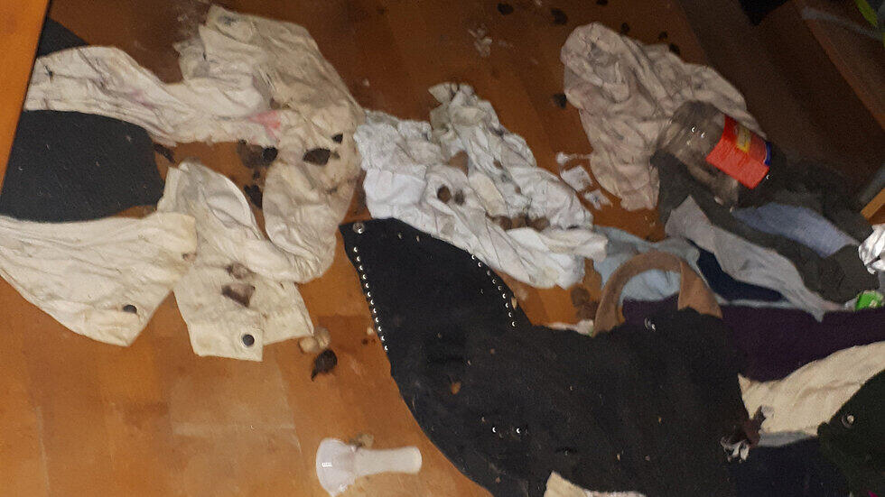 Lucy, Hündin, Neumarkt am Wallersee, tot, verwahrlos
