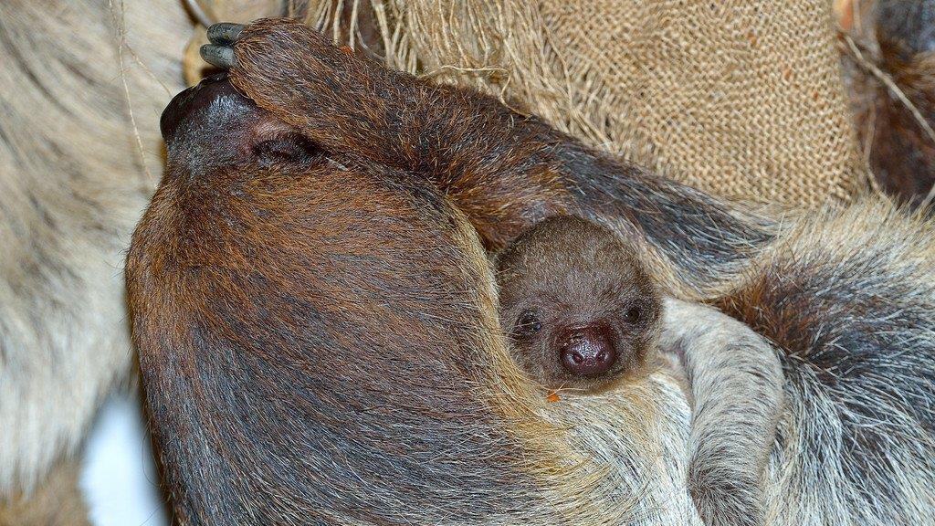 Baby-Faultier im Tiergarten Schönbrunn