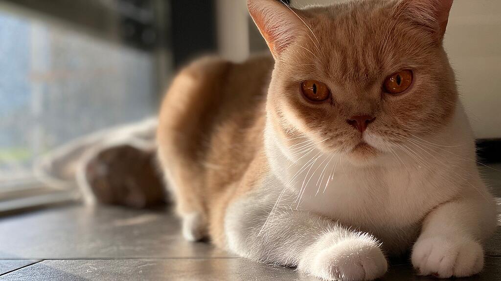 Weltkatzentag 2022
