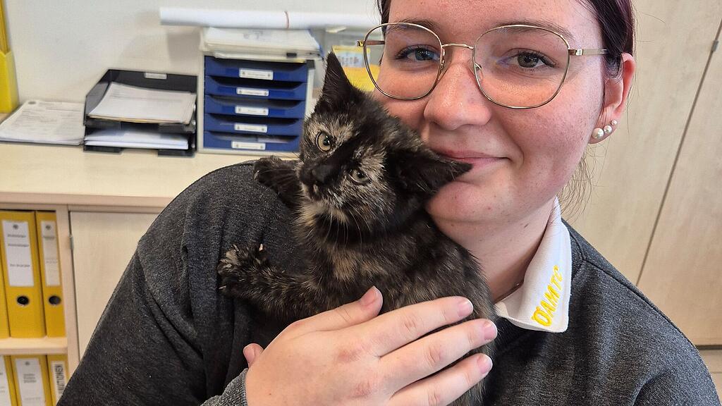 ÖAMTC Hallein rettet Katze aus Motorraum