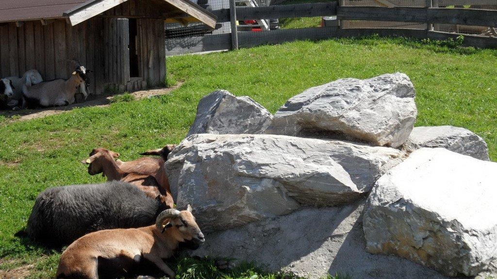 Weitere Tierbilder