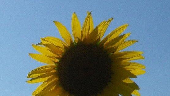 Sonnenblumenzauber in Sbg