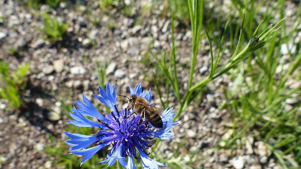 Bienen brauchen Vielfalt und genügend Blumen.