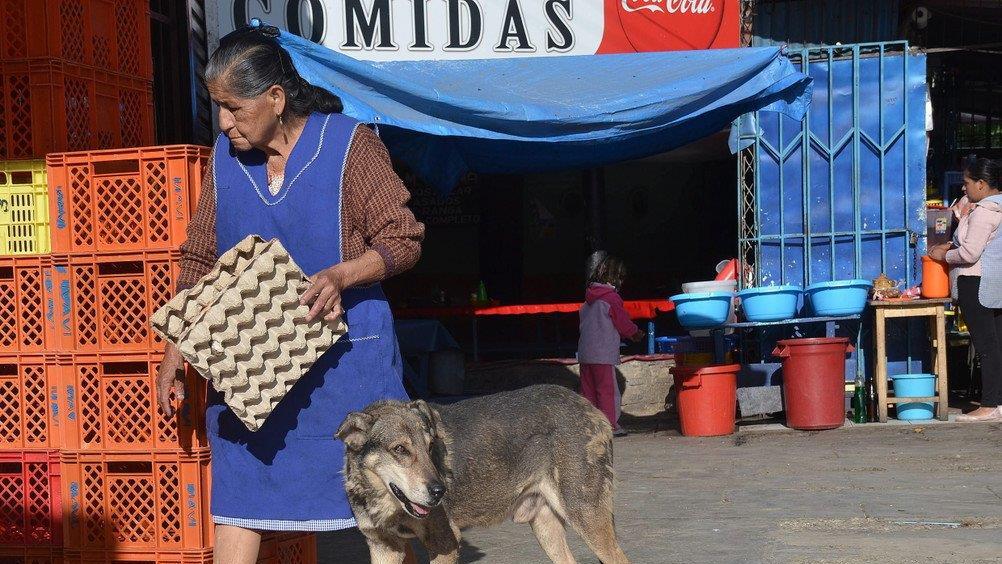 "Hachi", der traurige Hund von Cochabamba