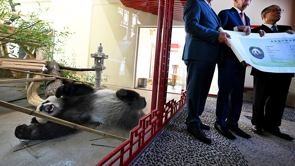 Pandas im Tiergarten Schönbrunn