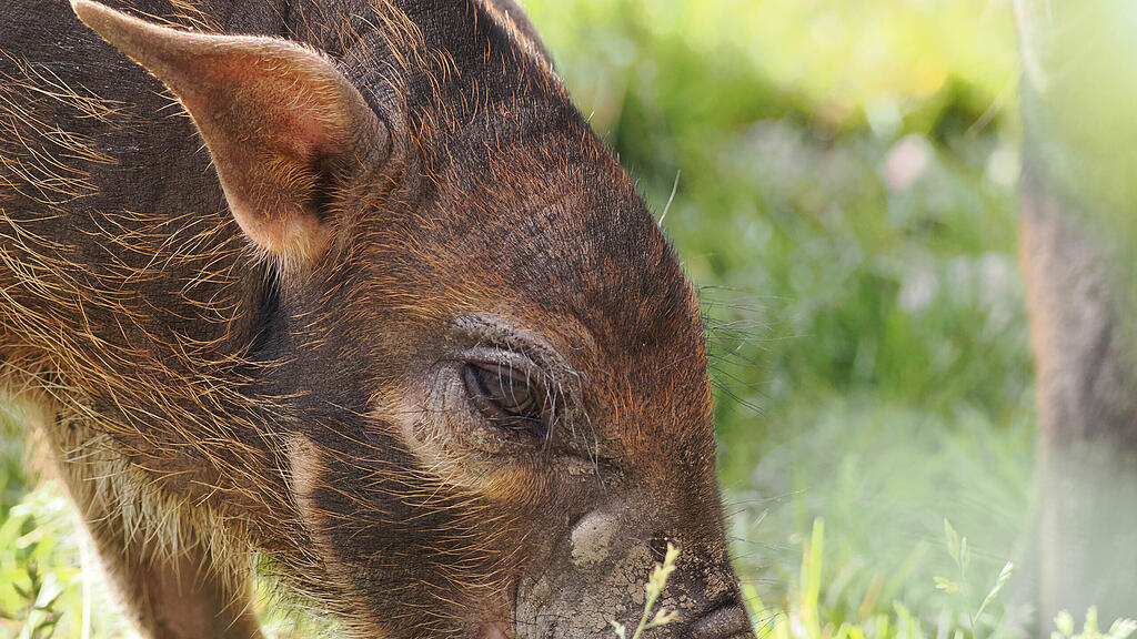 Zoo Salzburg