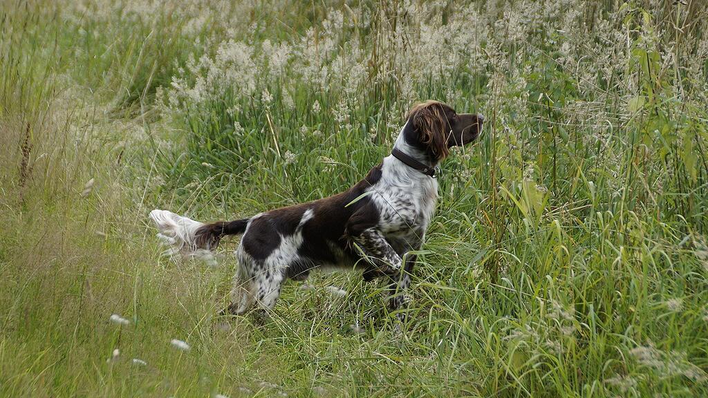 Jagdhund