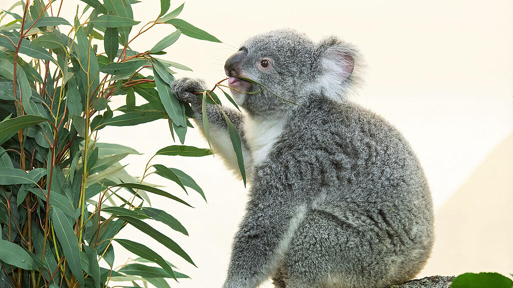 Koala