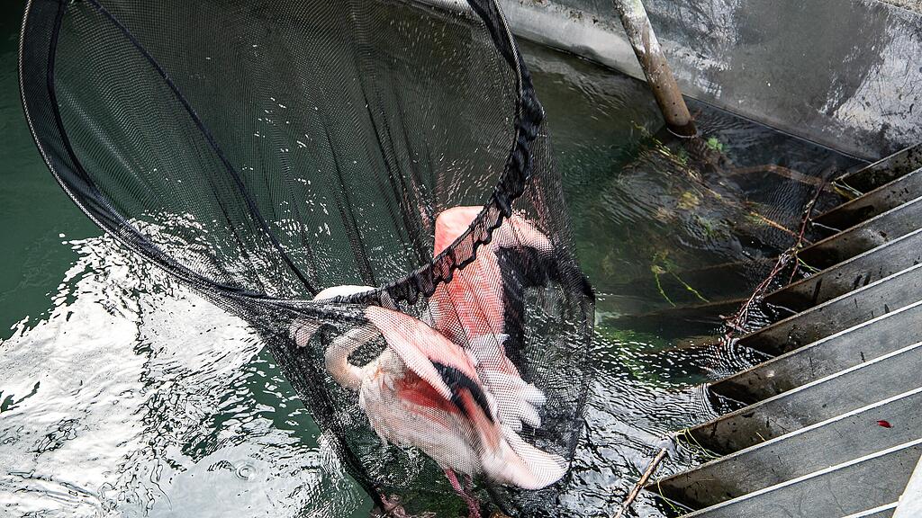 Flamingo aus Almkanal gerettet