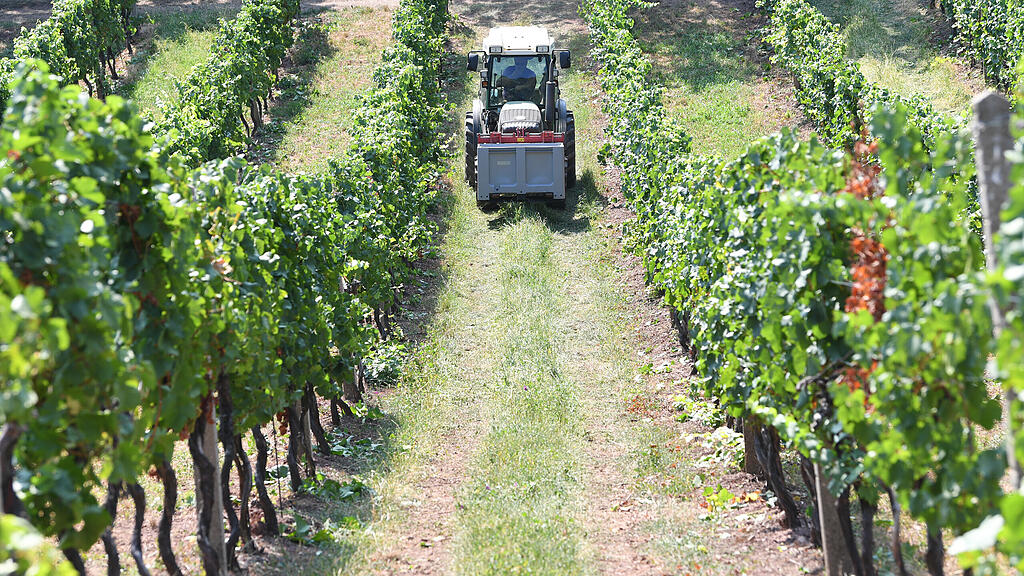 symb_weinernte; symb_wein