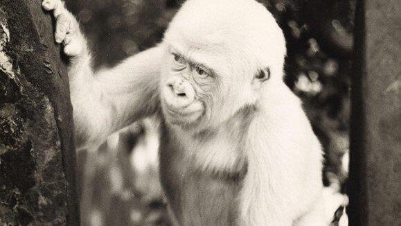 Schneeflöckchen / Copito de Nieve: Einziger Albino-Gorilla der Welt
