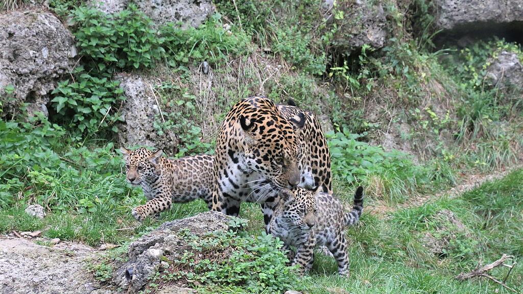 Jaguarnachwuchs
