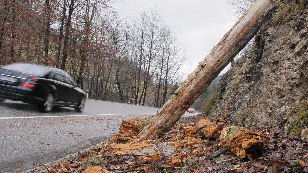 Baum stürzt auf B 305