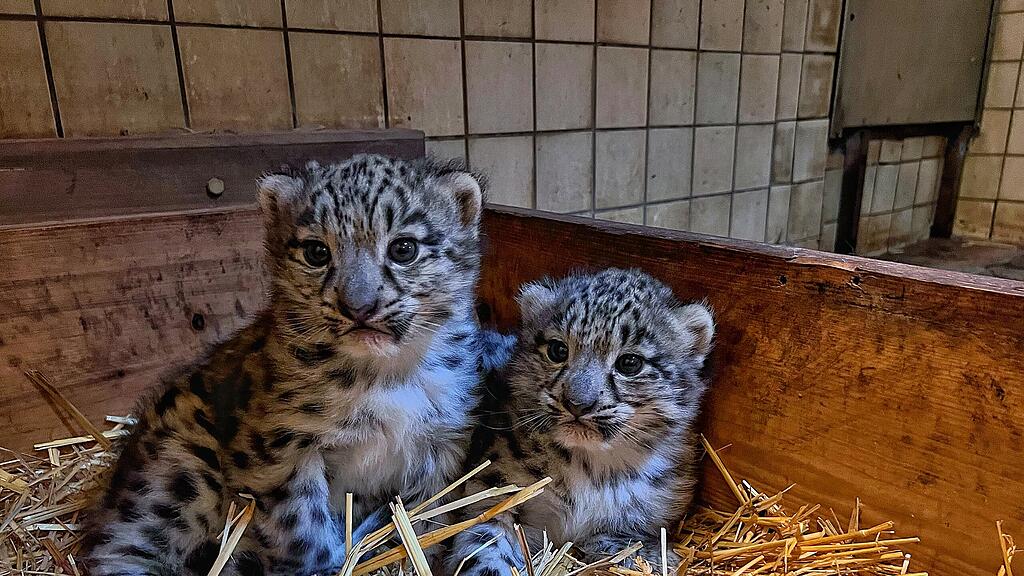 Schneeleoparden Nachwuchs Zoo Salzburg
