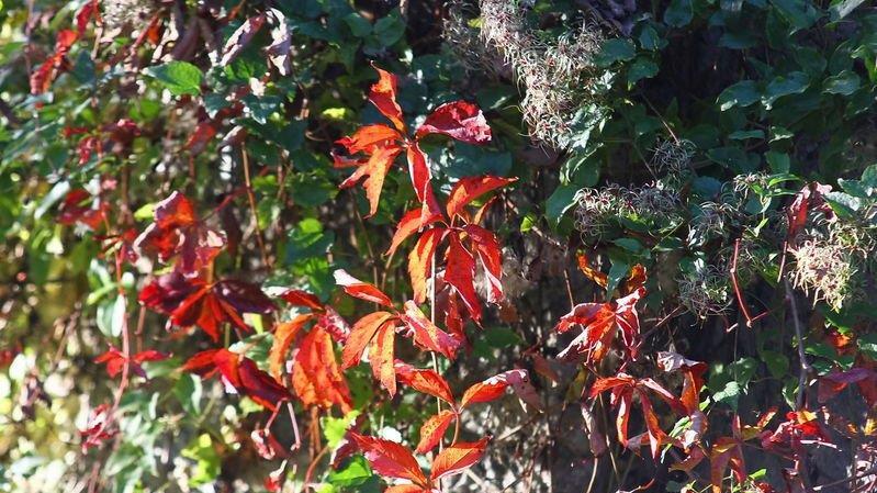 Herbstlicher Mönchsberg