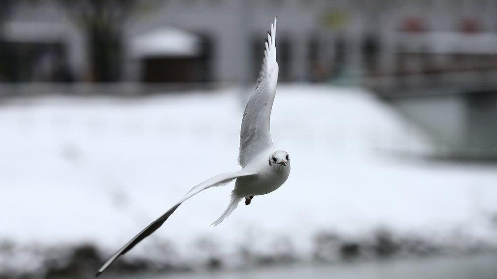 Winterimpressionen aus Salzburg