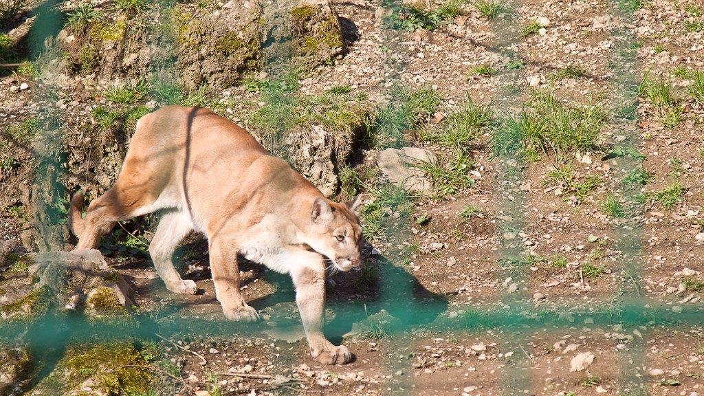 Frühlingserwachen im Salzburger Zoo