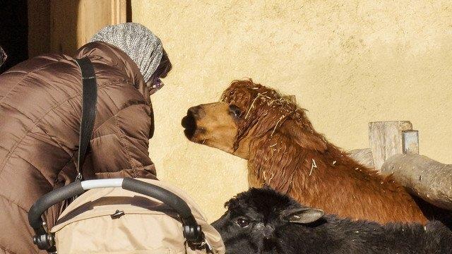 Warten aufs Christkind im Zoo