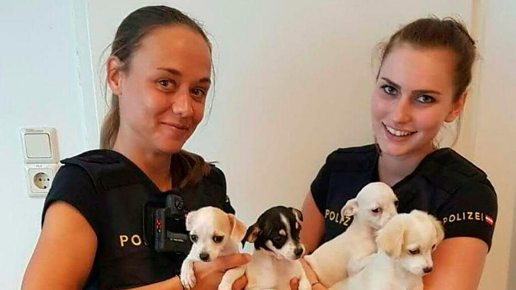 Die kleinen Hunde kommen ins Tierquartier