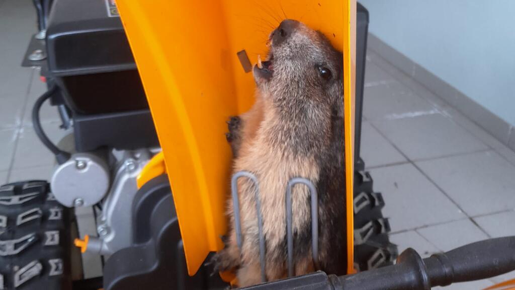 Rettung Murmeltier Bad Hofgastein