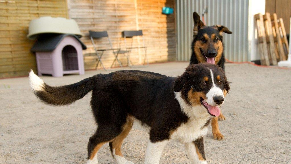 Die besten Tierbilder KW 30