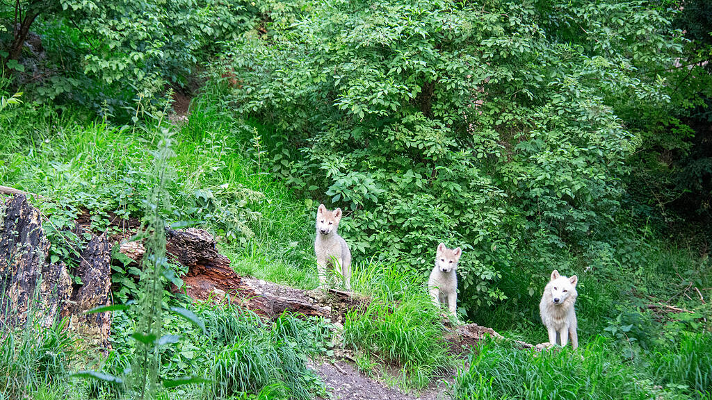 Polarwolf_Jungtiere_Mutter_Nura_c_ZooSBG_Jasmin Kiener.jpg