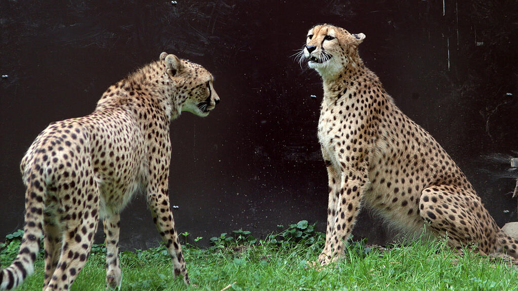 ZooSBG_GepardinTerra_Kater.jpg