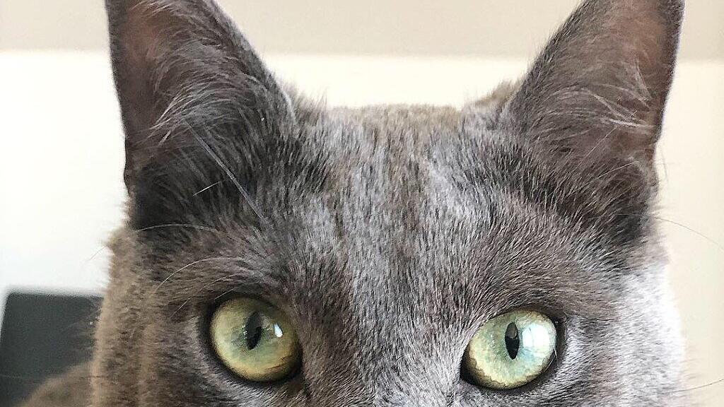 Zazou