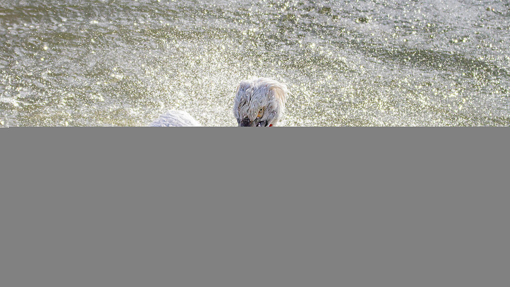 Zoo Salzburg, Sommer, Tiere