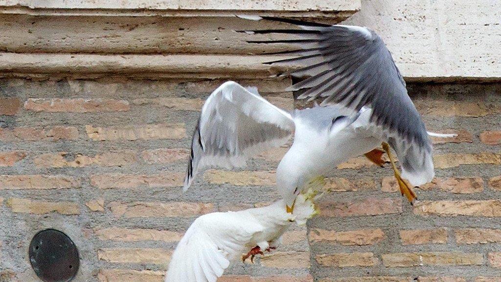 Vögel attackieren Friedenstauben