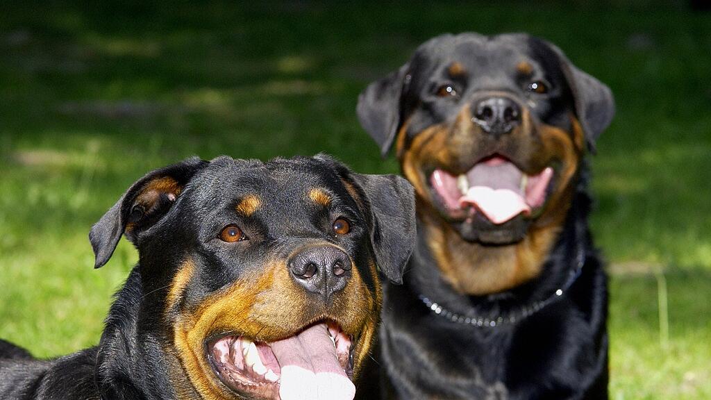 Der Rottweiler biss den Schüler in Hand, Arme und Oberschenkel (Symbolbild).