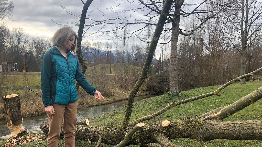Biber-Glanspitz