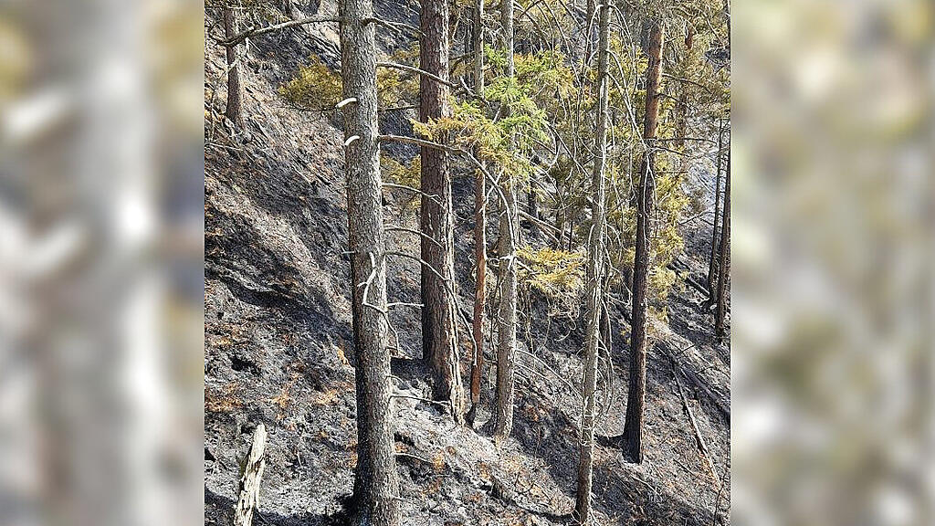 waldbrand liezen