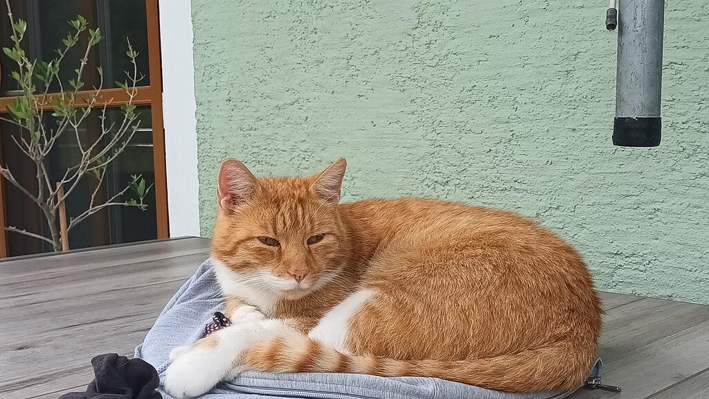Weltkatzentag 2025
