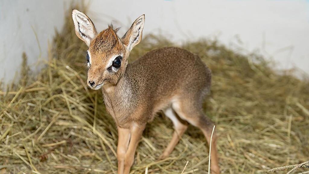Der Zoo freut sich über das Kirk-Dik Dik-Junge
