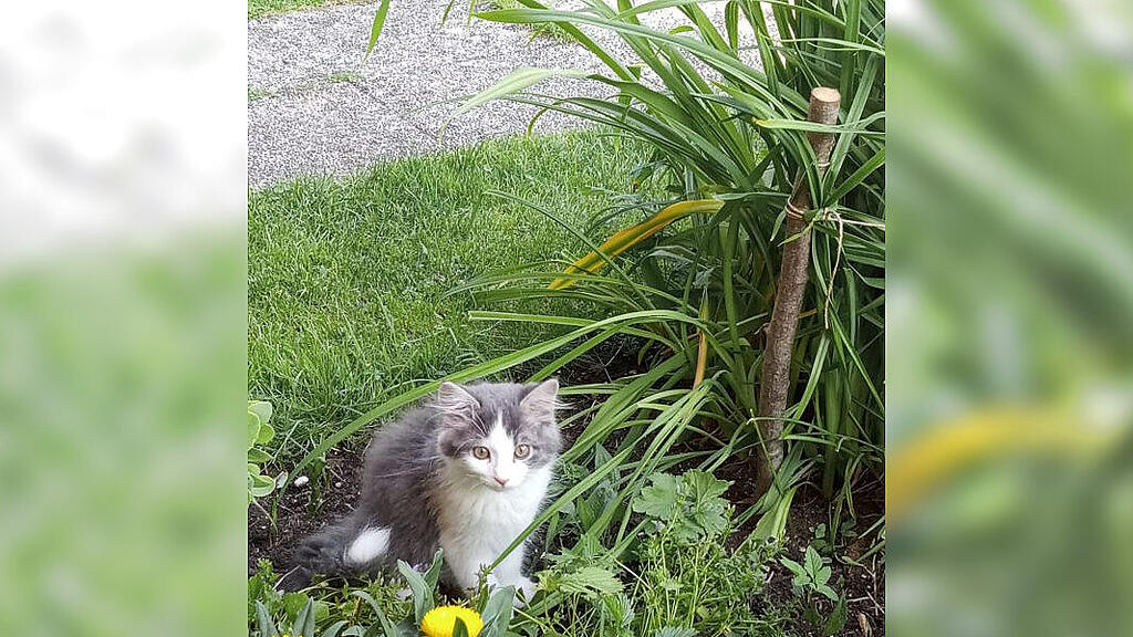 Weltkatzentag 2022