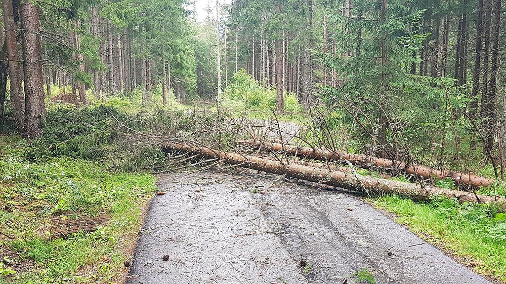 ​Bäume knicken in St. Andrä im Lungau um
