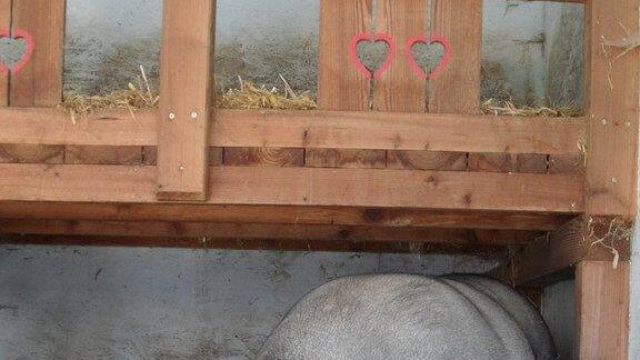 Weitere Tierbilder
