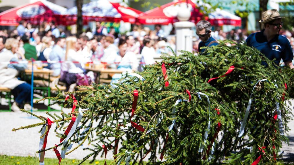 Maibaum in Anif