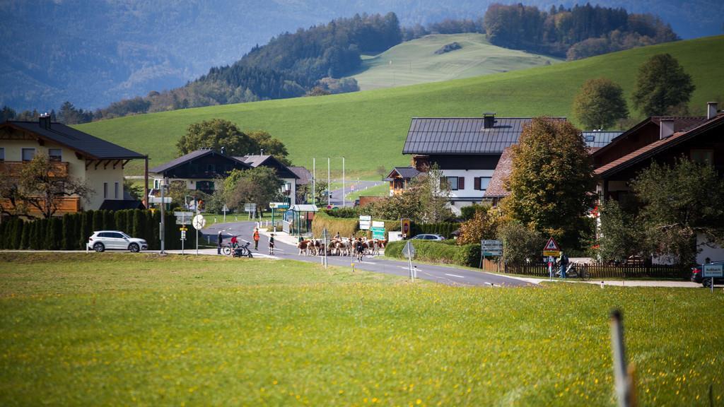 Almabtrieb St. Wolfgang I