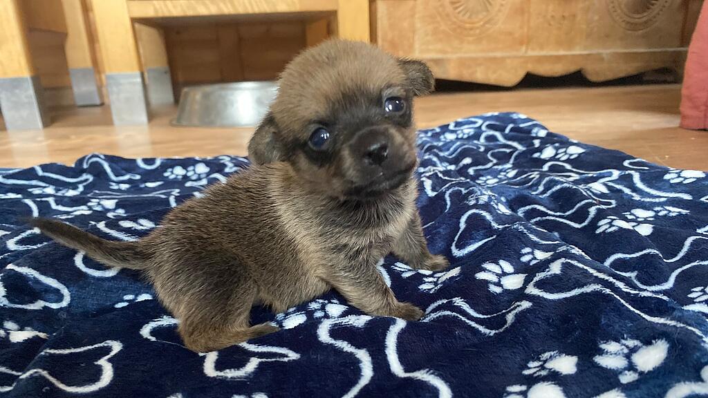 Animal Hording, Pfotenhilfe zieht Hundebabys mit Flasche auf