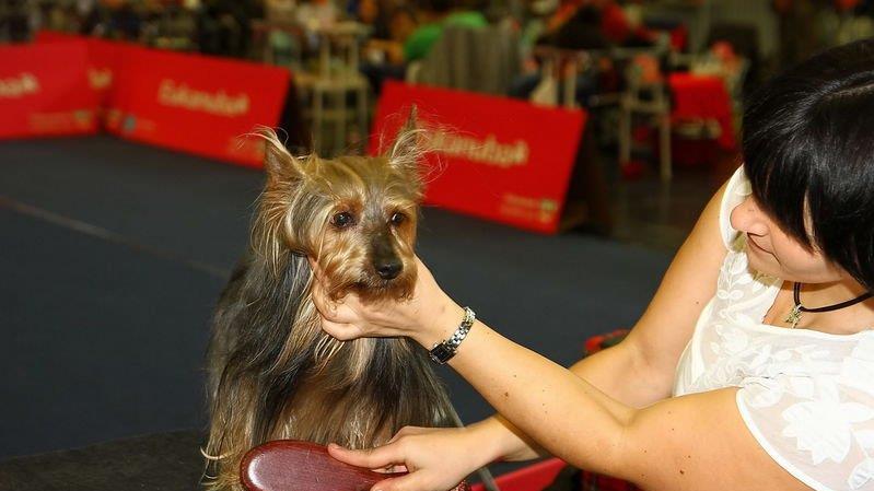 Festival der Hunde