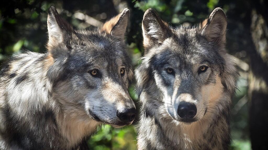 symb_wolf symb_wölfe