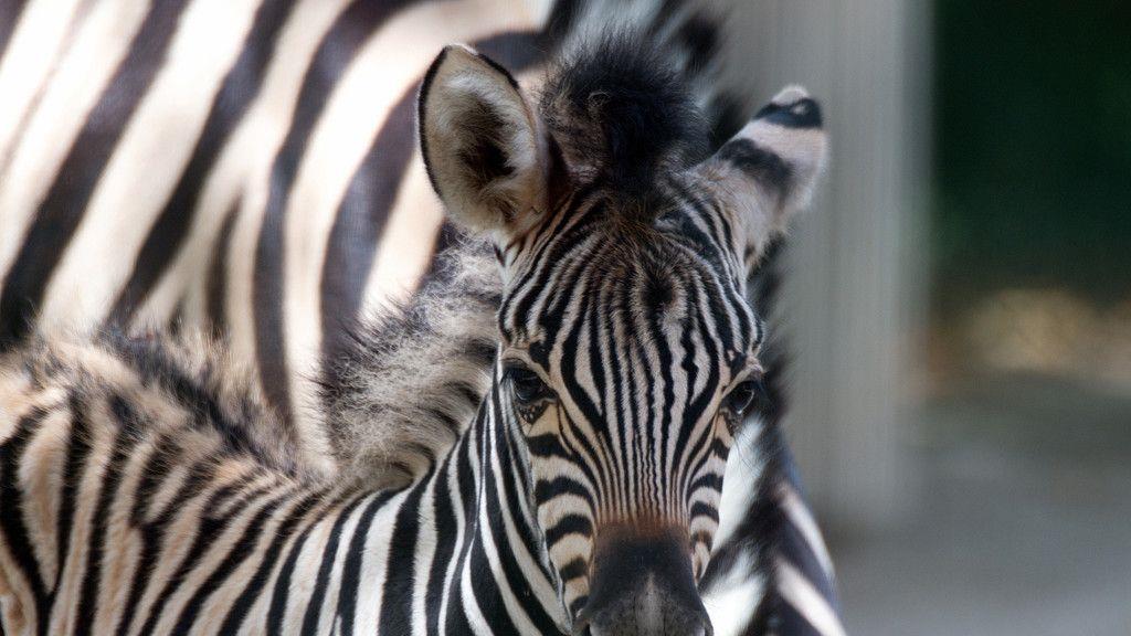 Zebra in Schönbrunn geboren