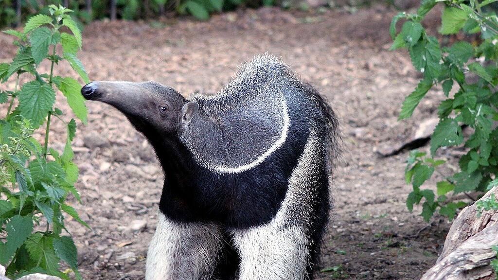 Ameisenbär, SB
