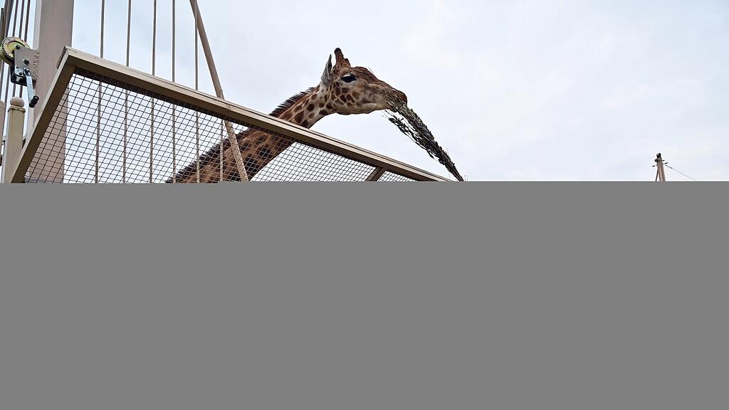 Zoo Demidiw