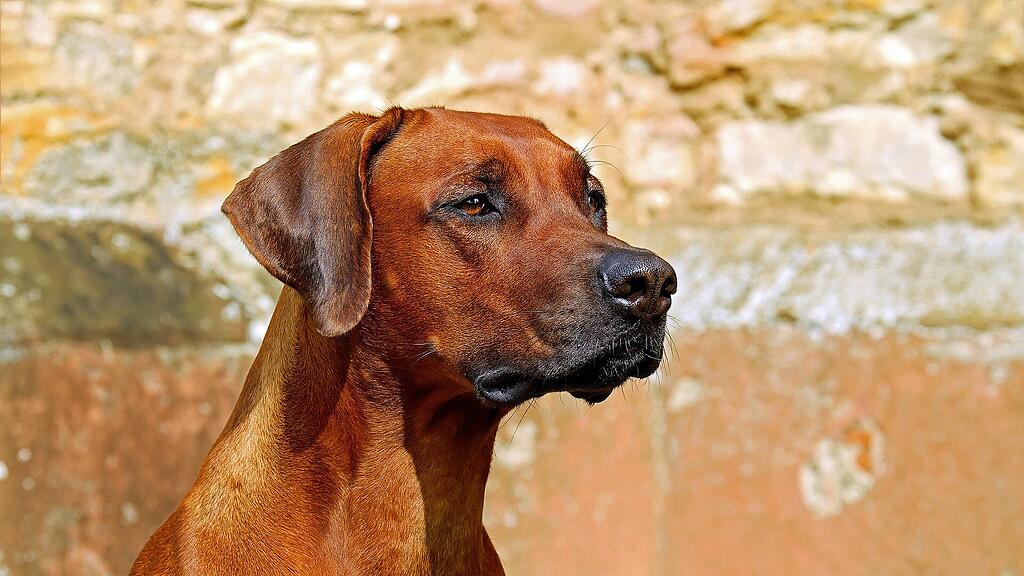 symb_hund