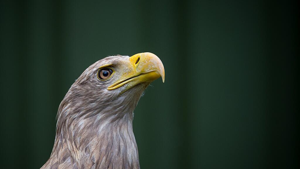 Seeadler fühlen sich wohl in Österreich.