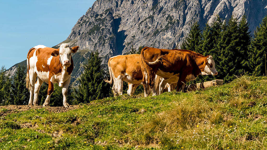 Kuh, Kühe, Rind, Rinder, Milchwirtschaft, Weide
