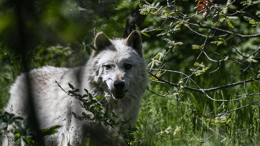 Wolf, SB